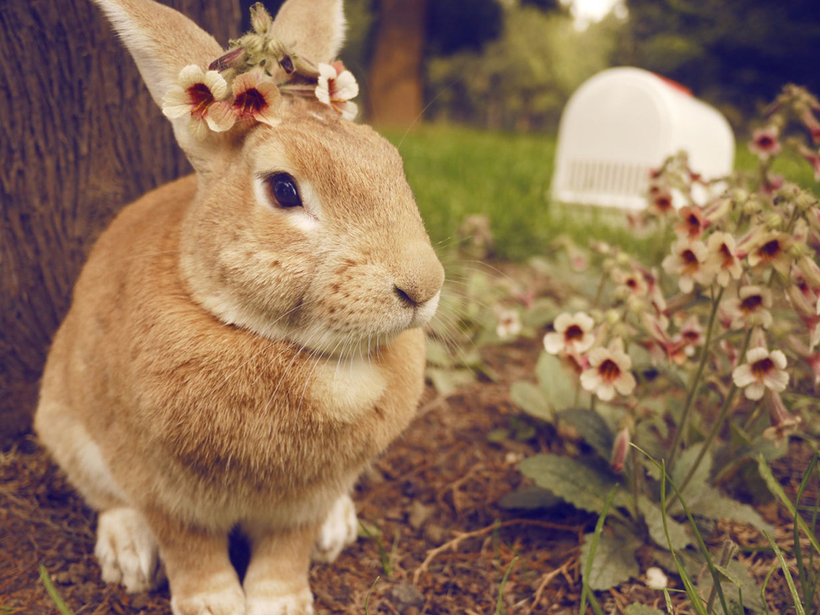 Furry animals, cute bunny HD wallpapers #18 - 1600x1200