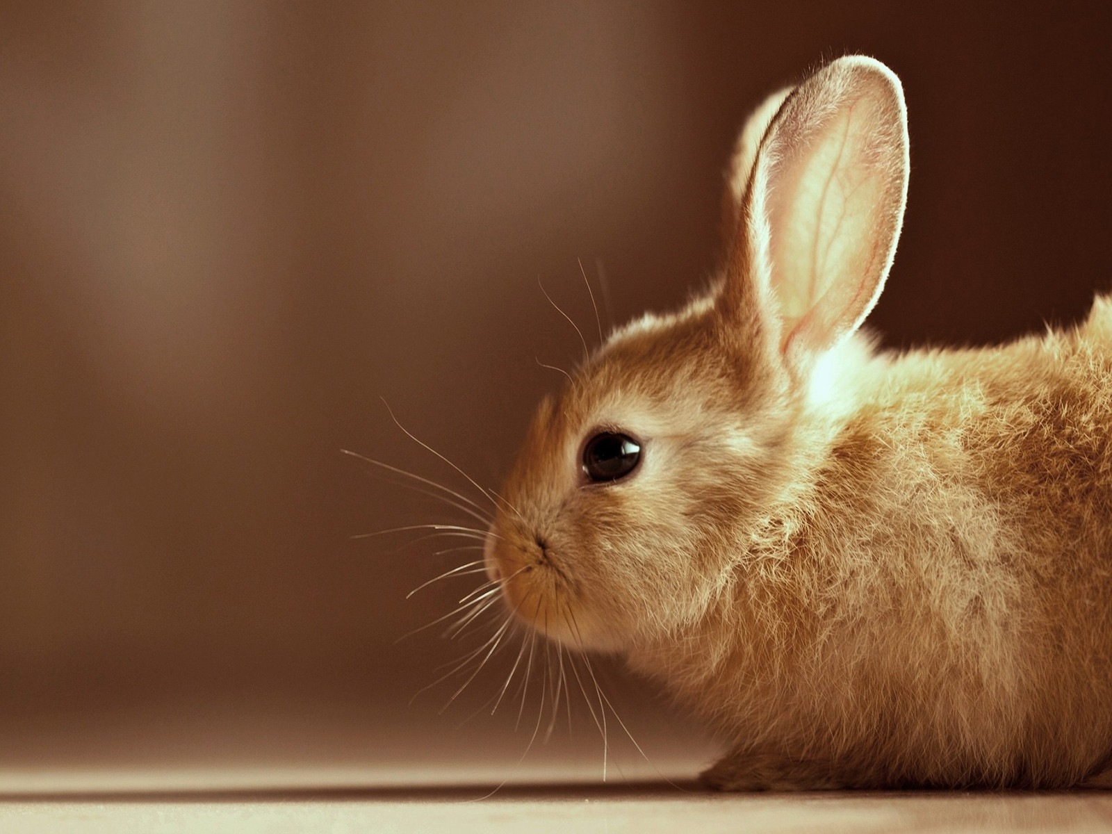 Furry animals, cute bunny HD wallpapers #19 - 1600x1200