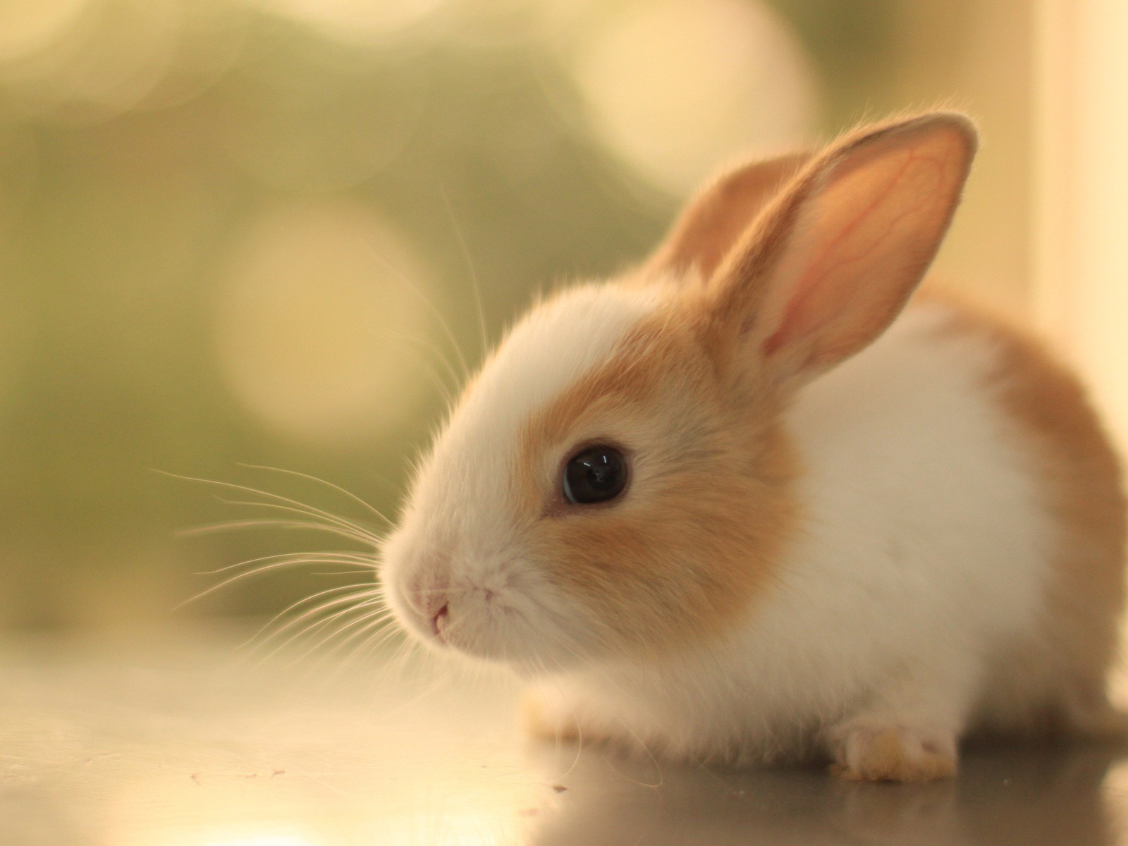 毛茸茸的動物，可愛的兔子 高清壁紙 #20 - 1600x1200