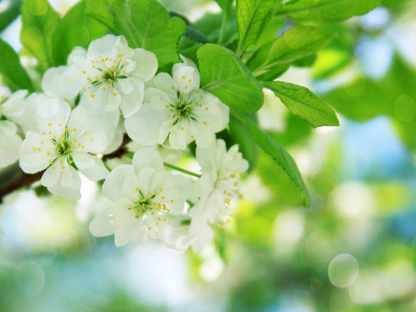 絢麗的色彩，美麗的鮮花 高清壁紙 #4 - 1600x1200