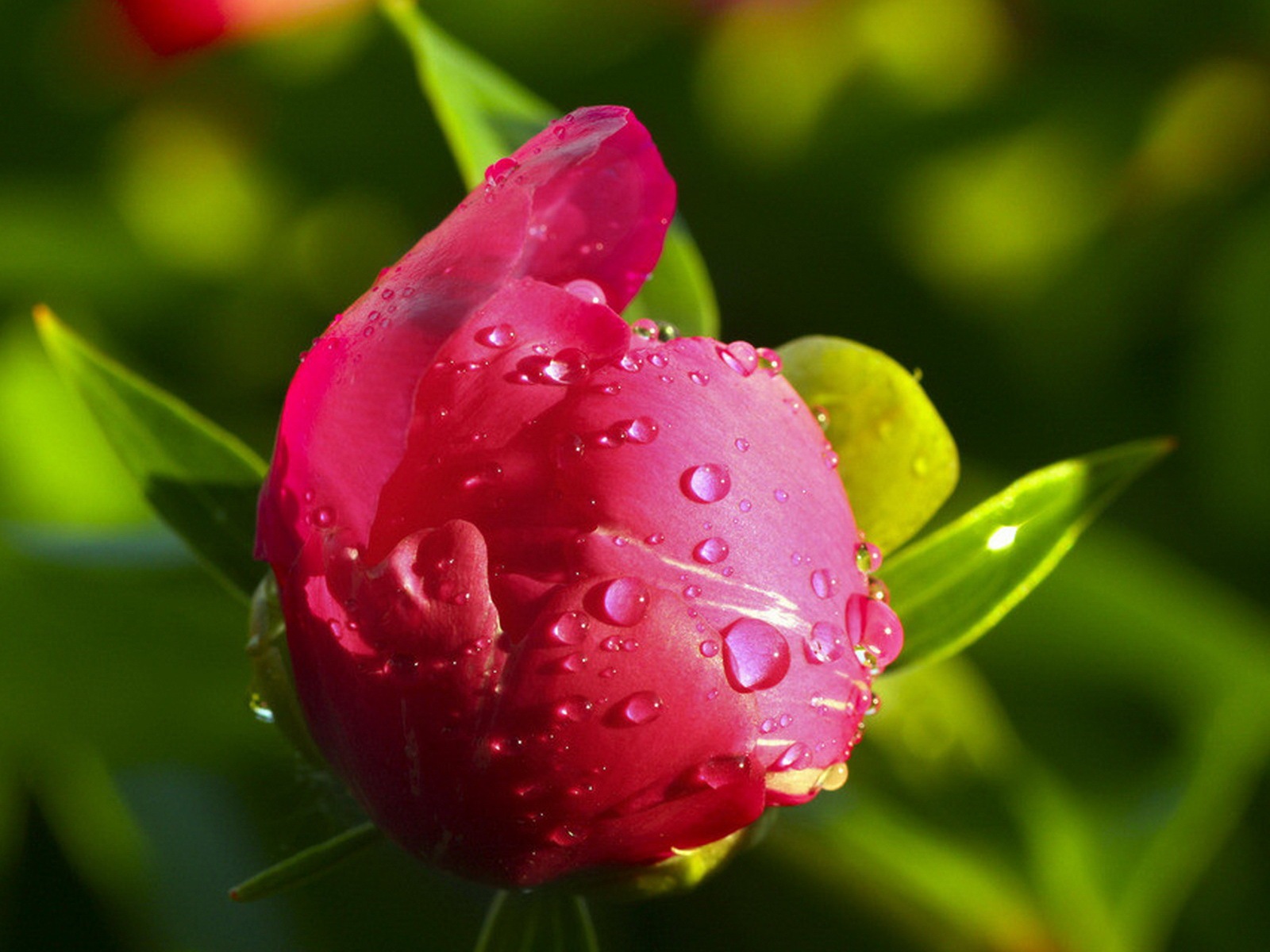 絢麗的色彩，美麗的鮮花 高清壁紙 #5 - 1600x1200