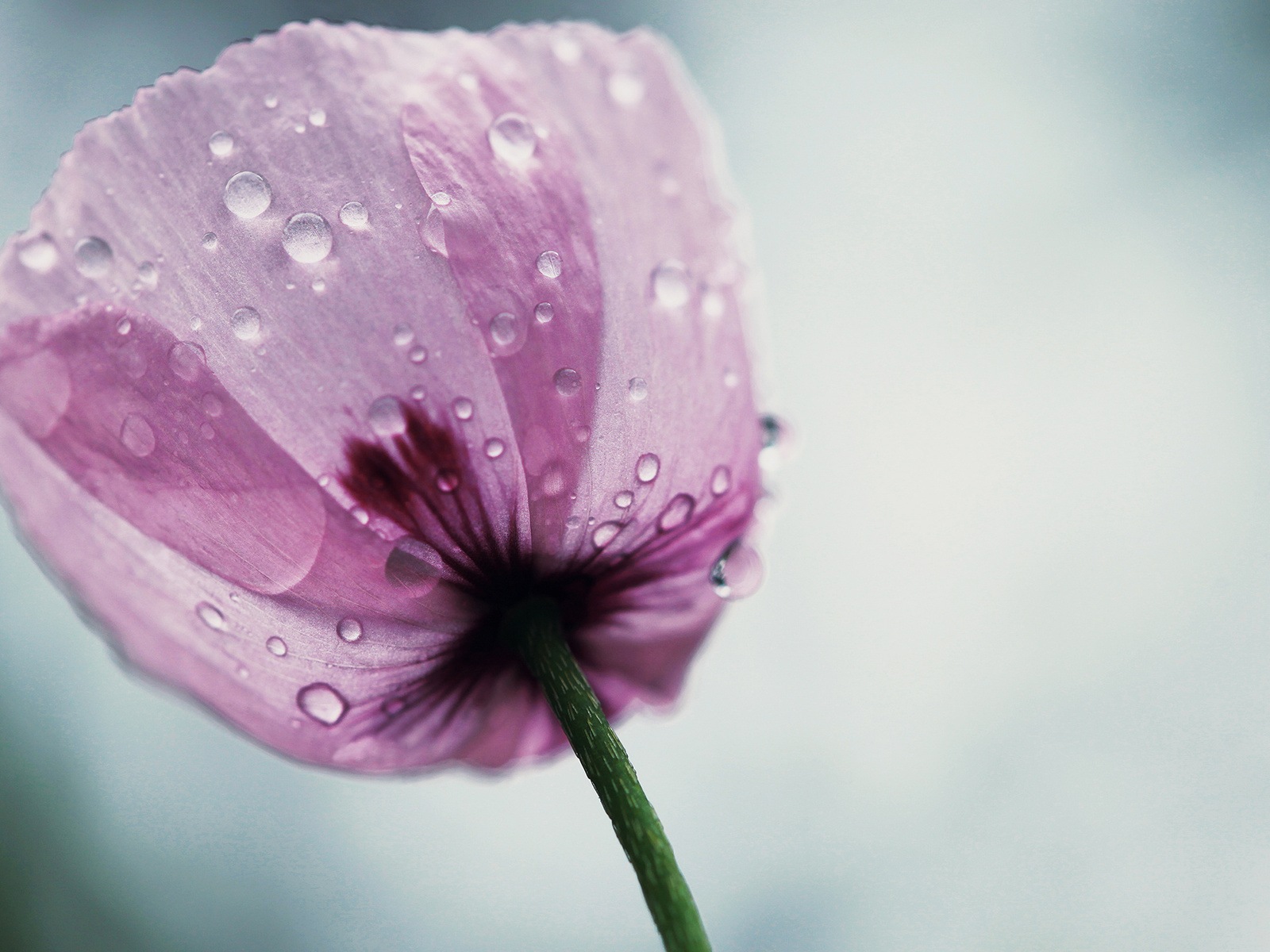 絢麗的色彩，美麗的鮮花 高清壁紙 #6 - 1600x1200