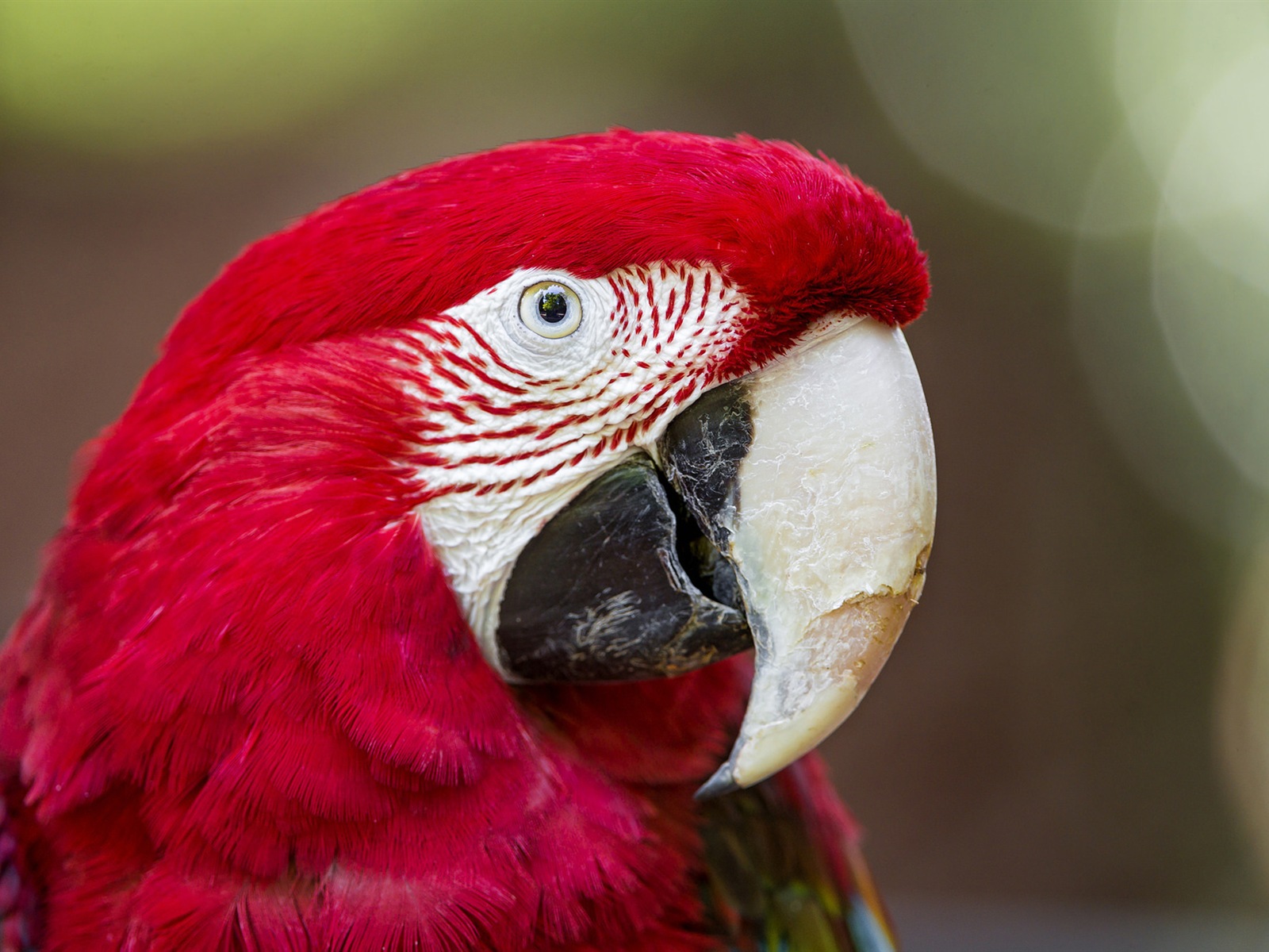 guacamayo primer plano HD fondos de pantalla #9 - 1600x1200