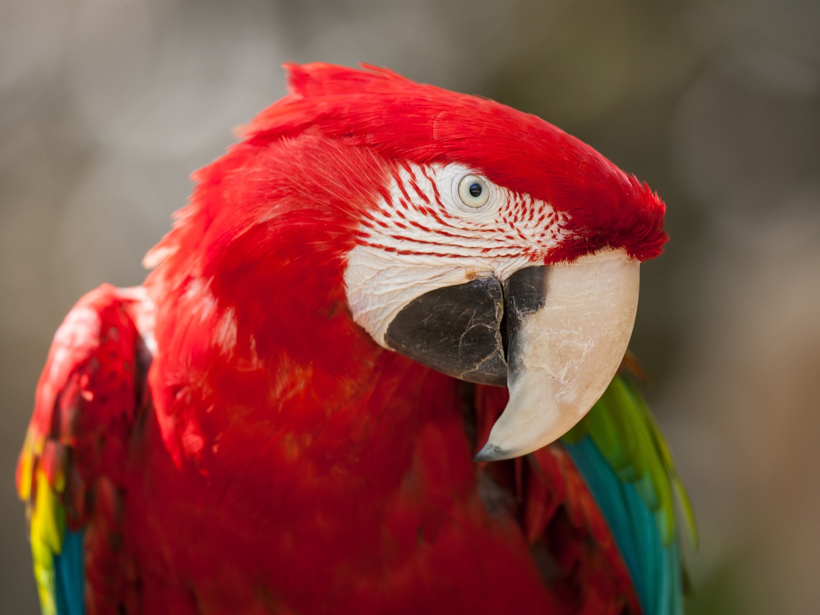 guacamayo primer plano HD fondos de pantalla #11 - 1600x1200