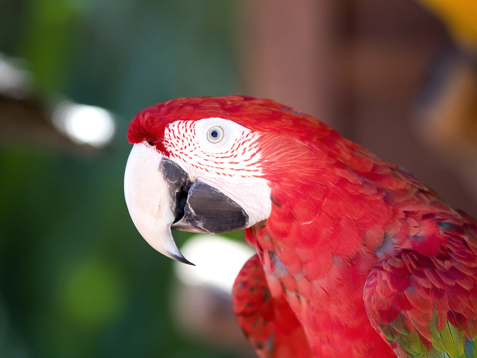 guacamayo primer plano HD fondos de pantalla #14 - 1600x1200