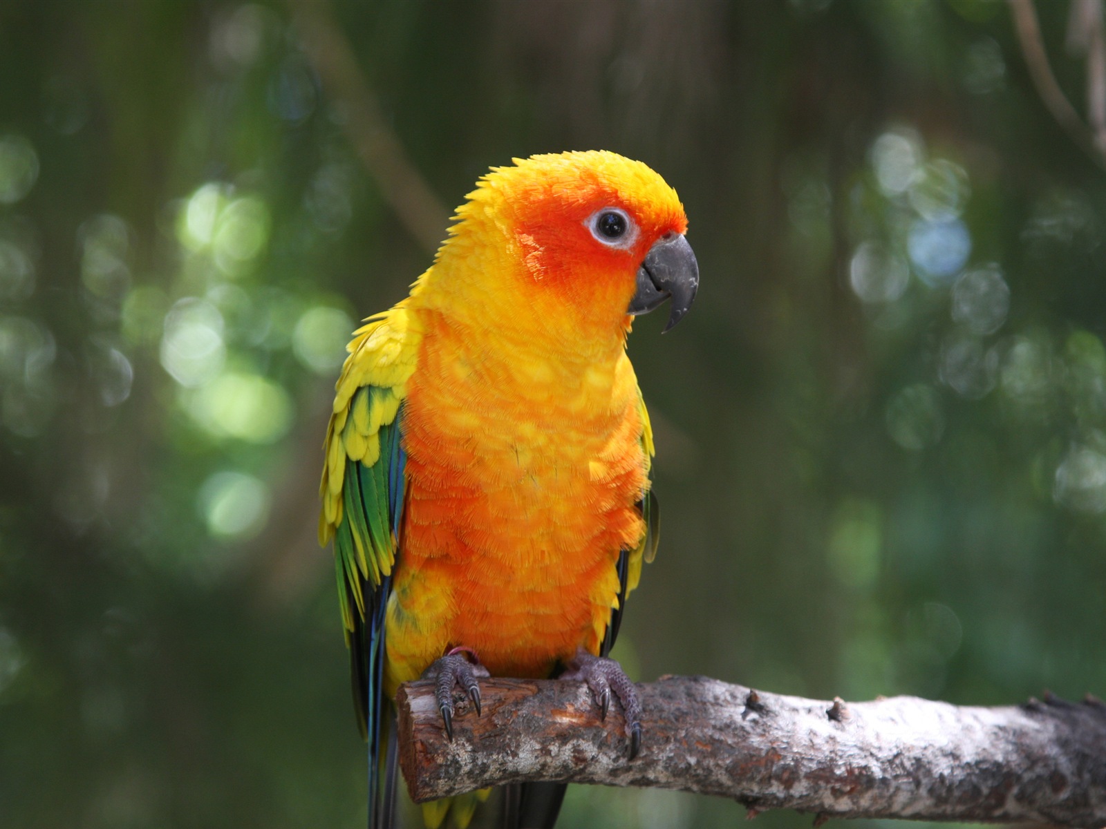 guacamayo primer plano HD fondos de pantalla #23 - 1600x1200