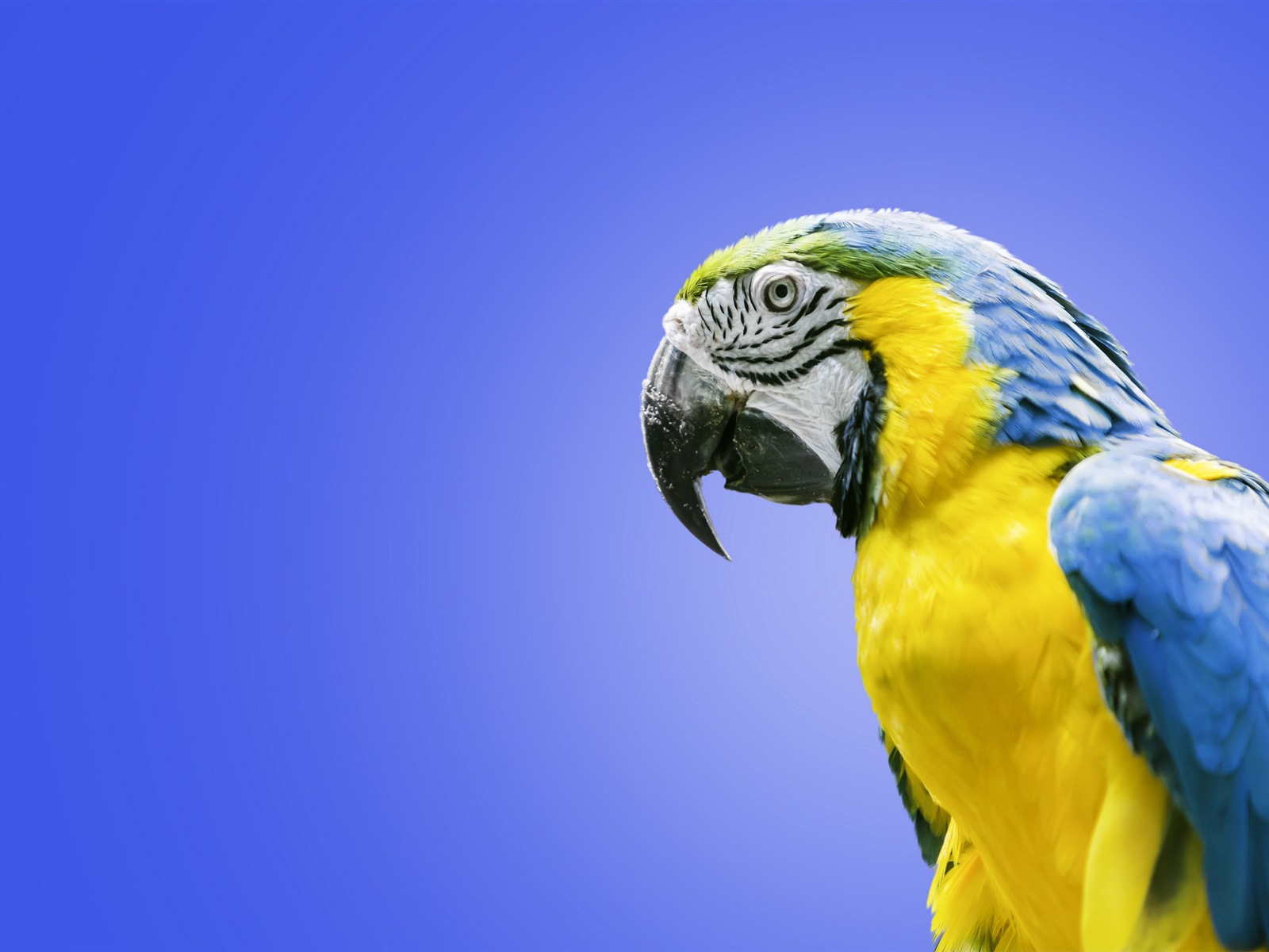 macaw close-up HD Tapety na plochu #24 - 1600x1200