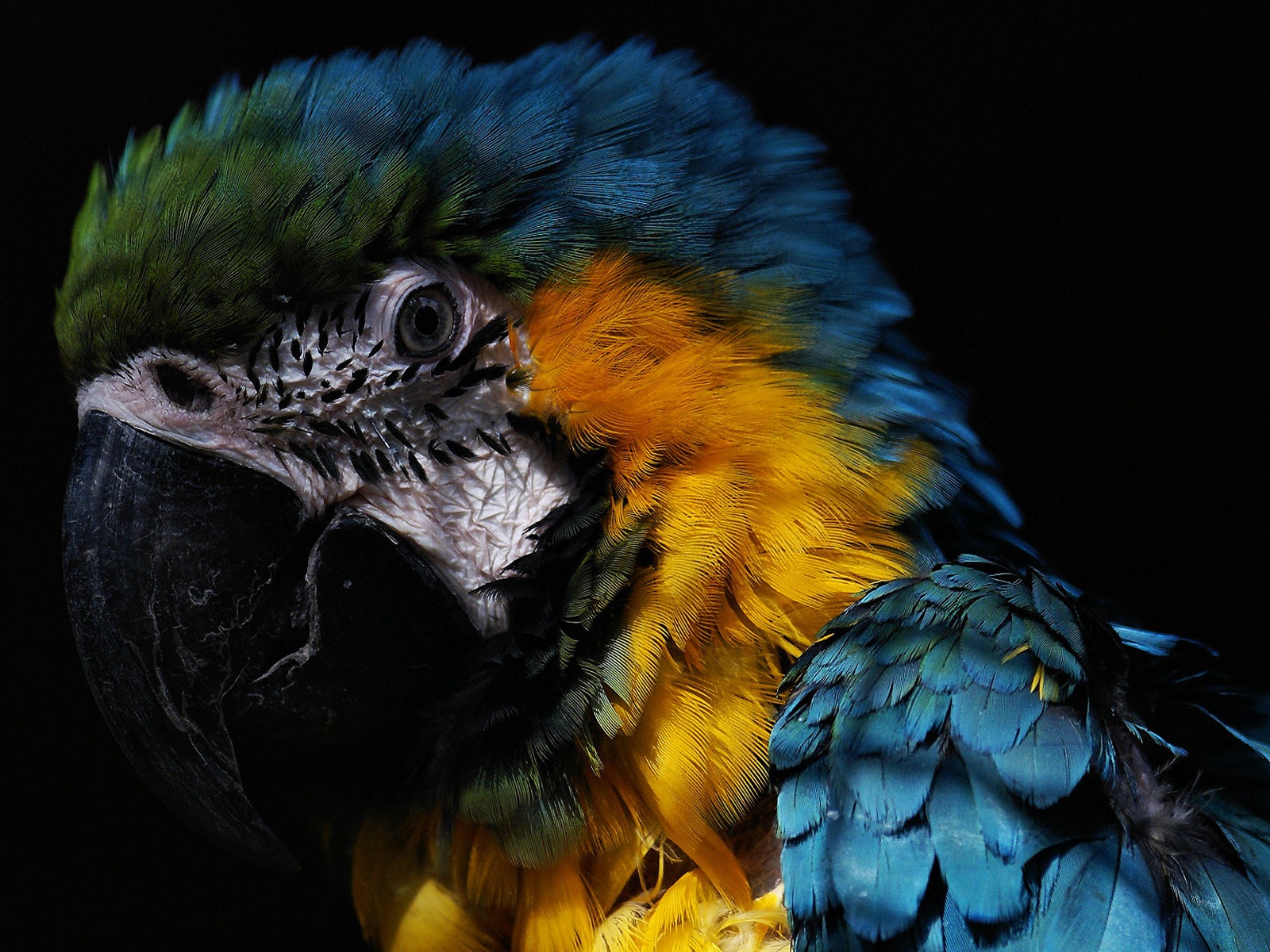 Macaw close-up fonds d'écran HD #25 - 1600x1200