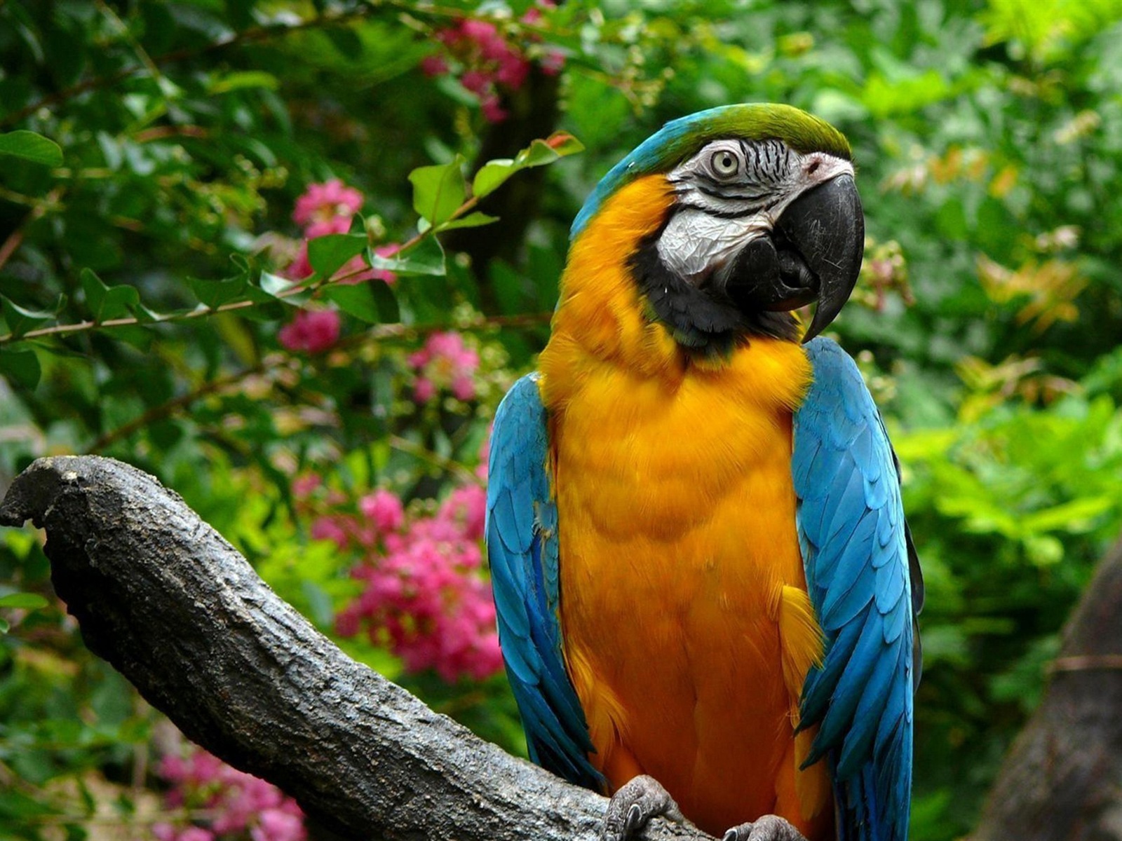 macaw close-up HD Tapety na plochu #27 - 1600x1200