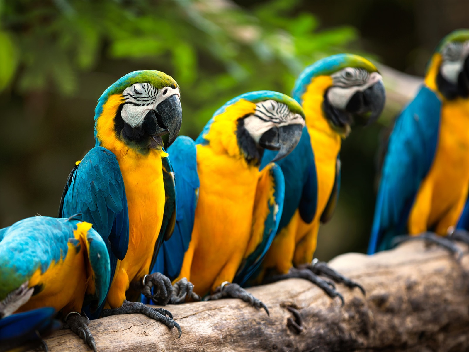 macaw close-up HD Tapety na plochu #1 - 1600x1200