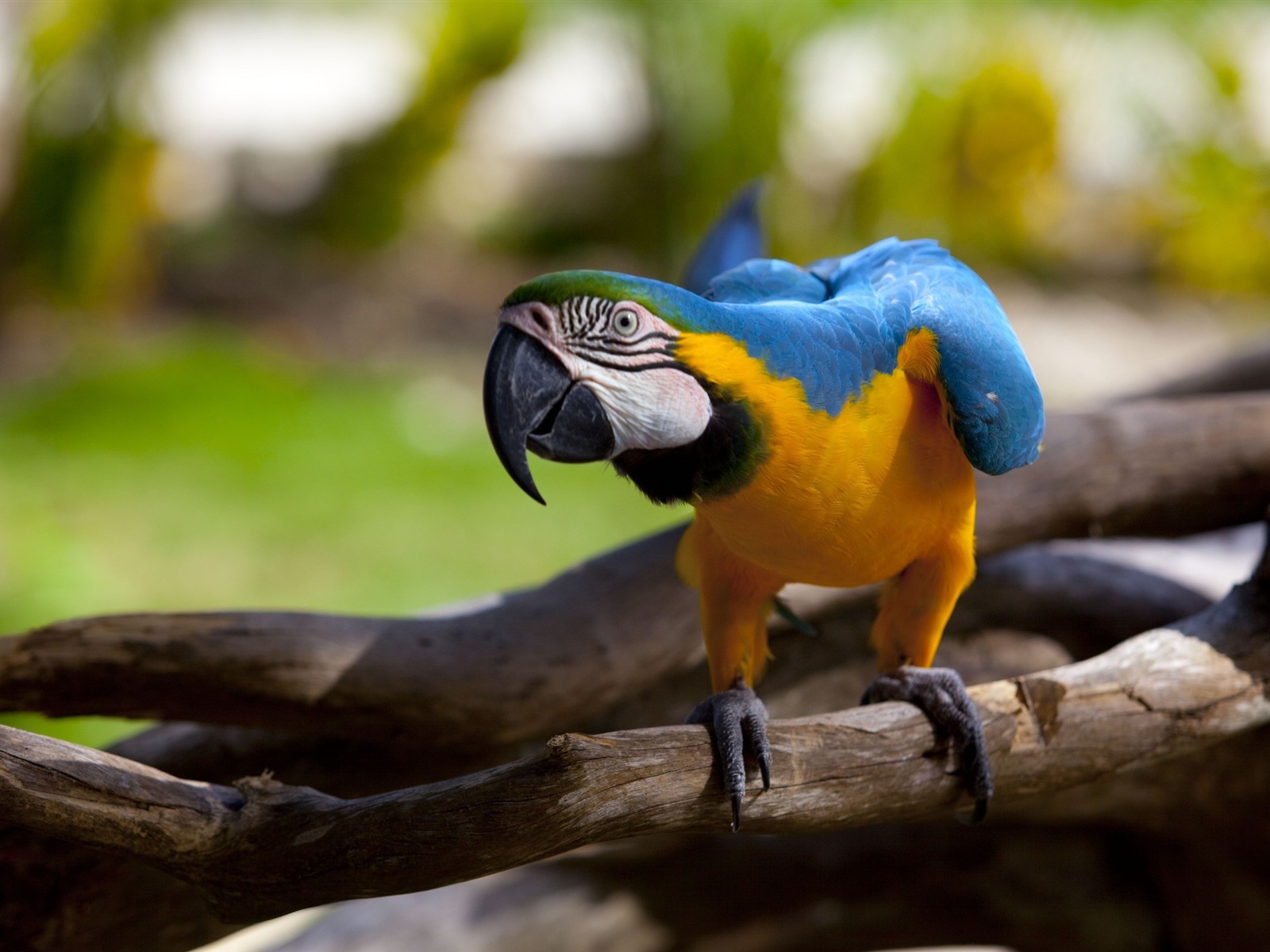 guacamayo primer plano HD fondos de pantalla #4 - 1600x1200