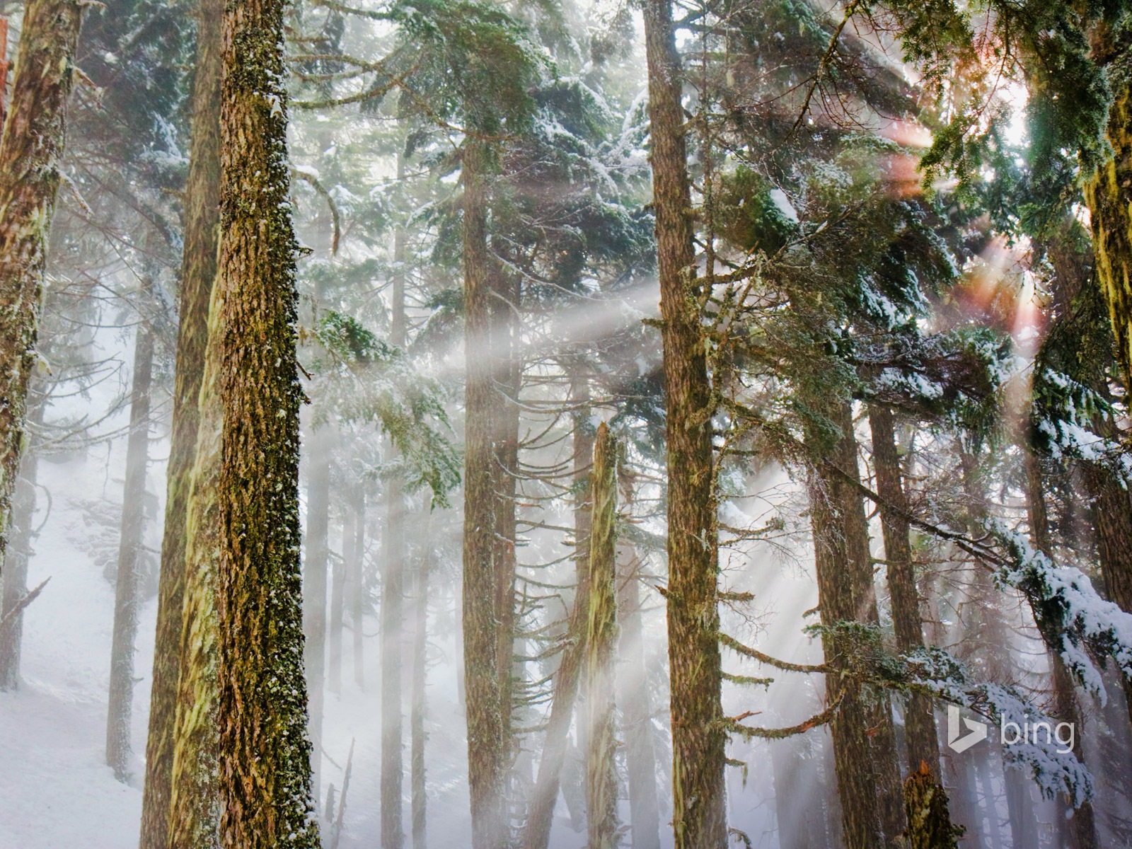 Janvier 2015 fonds d'écran HD Bing #30 - 1600x1200