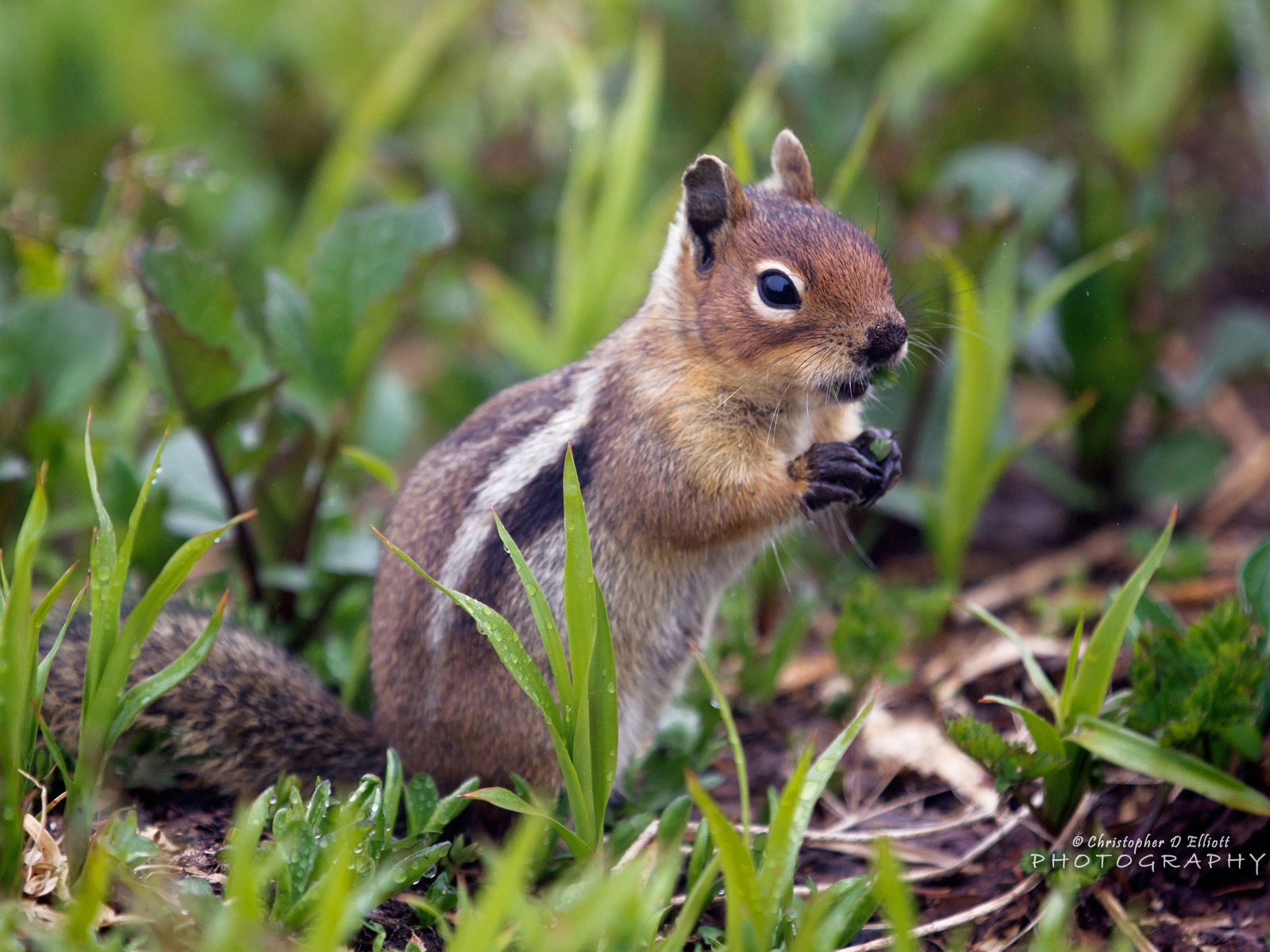 Windows 8主題，野生動物 高清壁紙 #4 - 1600x1200