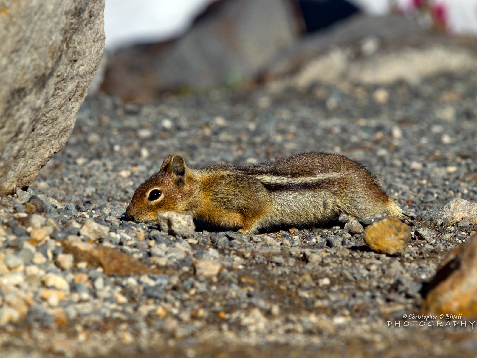 Windows 8主題，野生動物 高清壁紙 #7 - 1600x1200