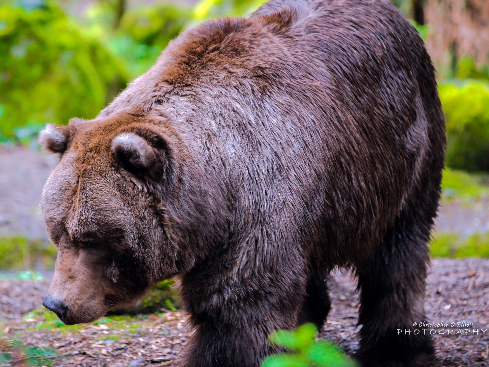 Windows 8主題，野生動物 高清壁紙 #8 - 1600x1200