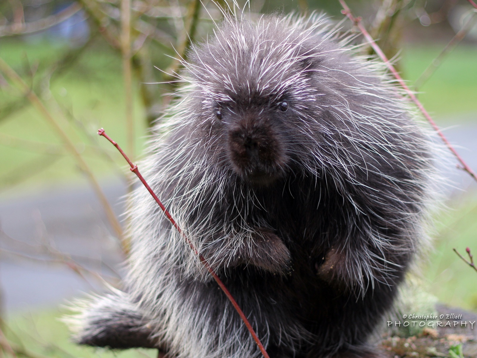 Windows 8主題，野生動物 高清壁紙 #14 - 1600x1200