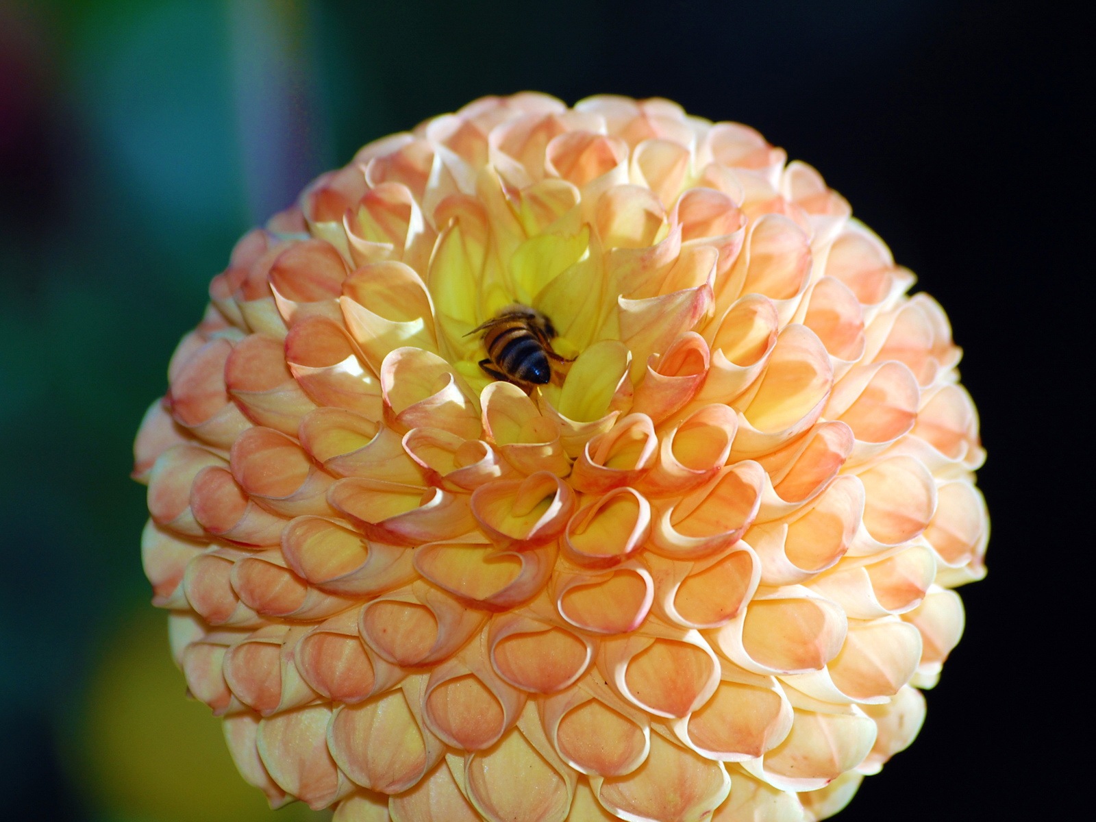 Windows 8主題壁紙，昆蟲的世界 #4 - 1600x1200