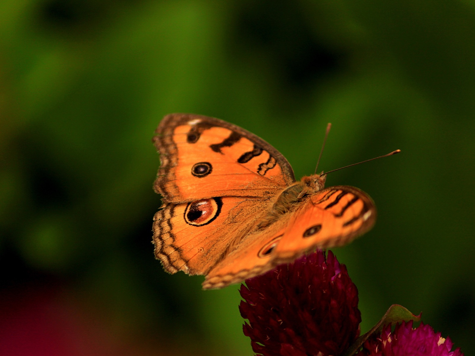 Windows 8 theme wallpaper, insects world #5 - 1600x1200