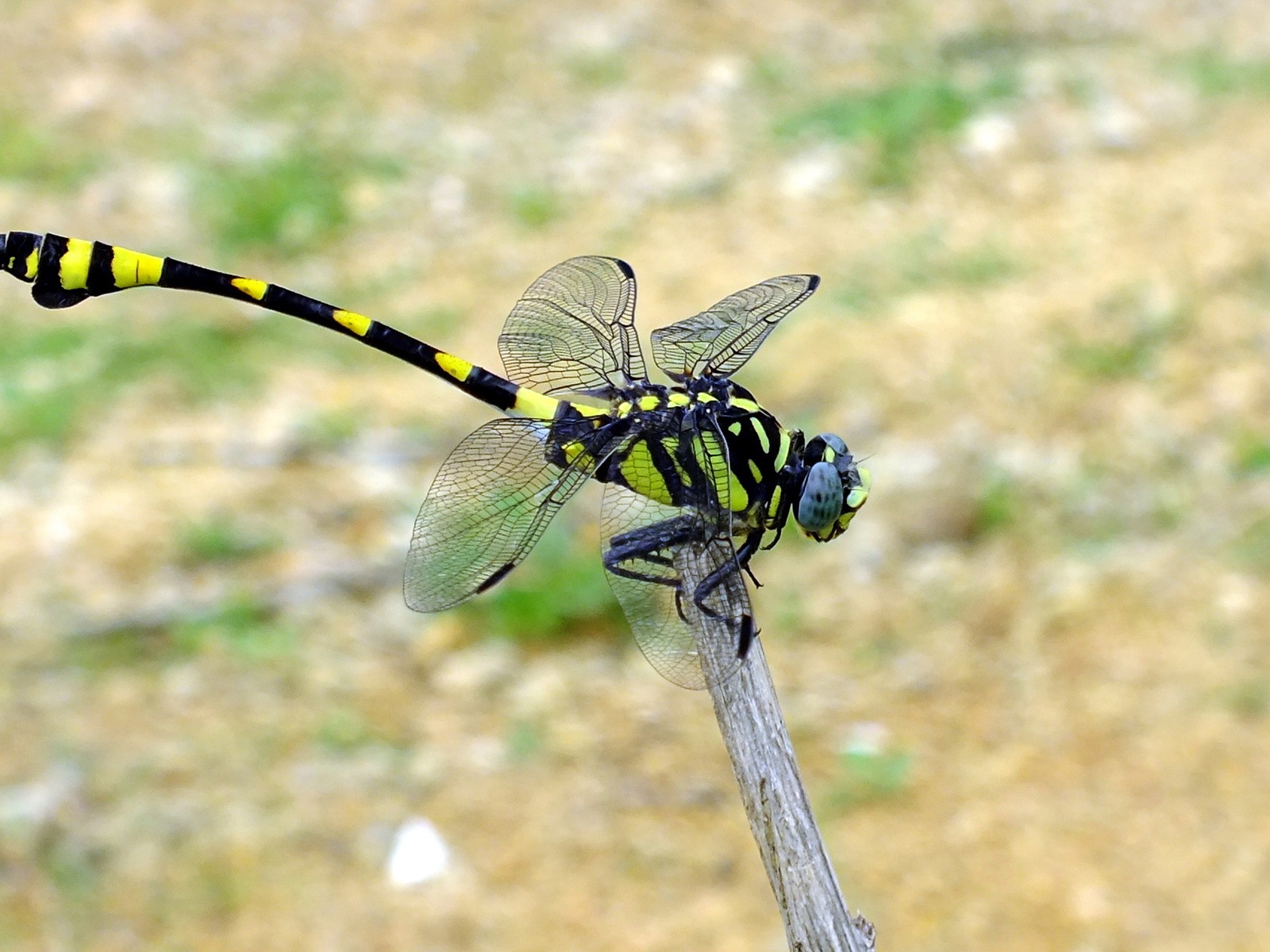 Windows 8主題壁紙，昆蟲的世界 #6 - 1600x1200