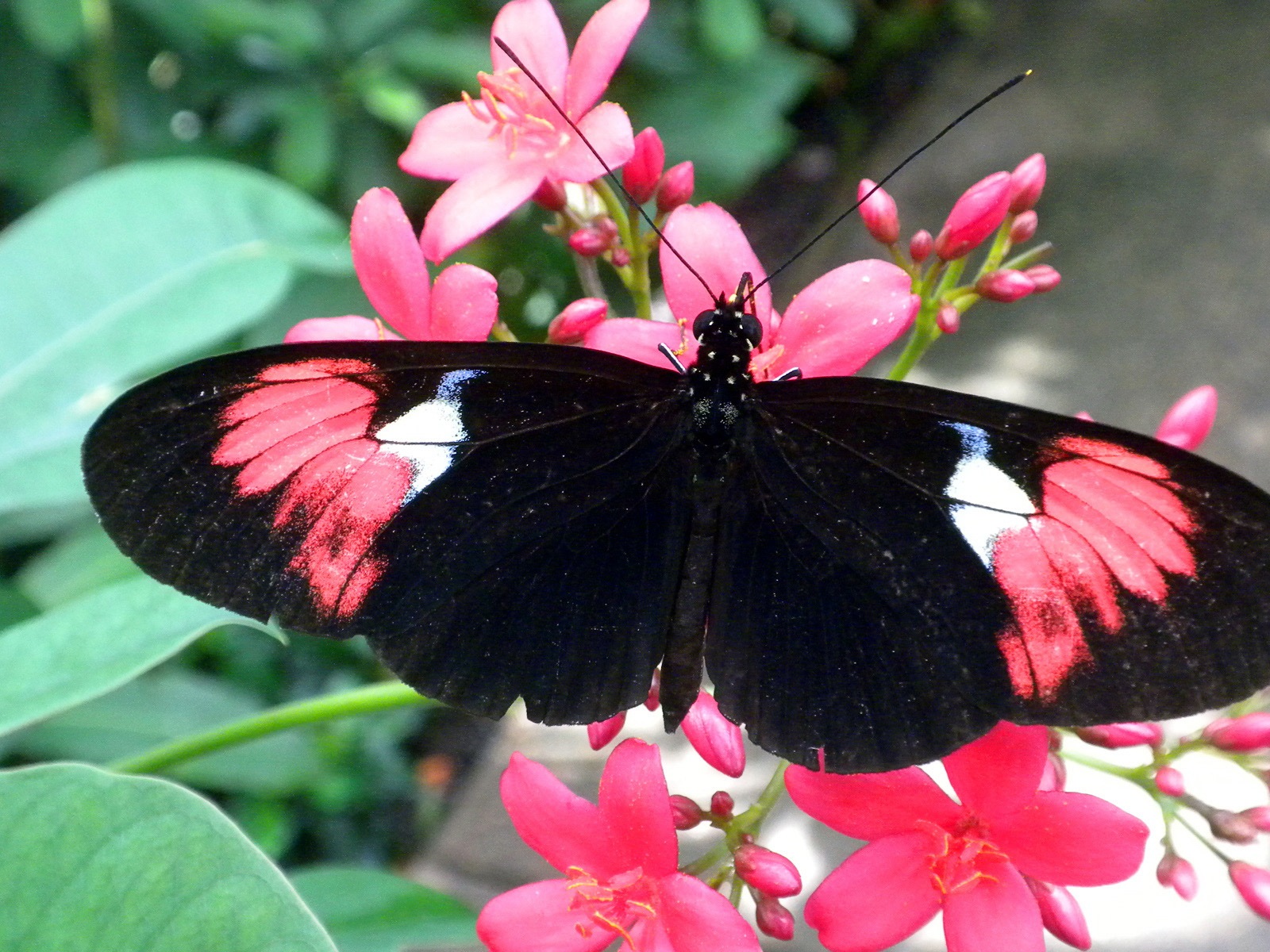 Windows 8 theme wallpaper, insects world #7 - 1600x1200