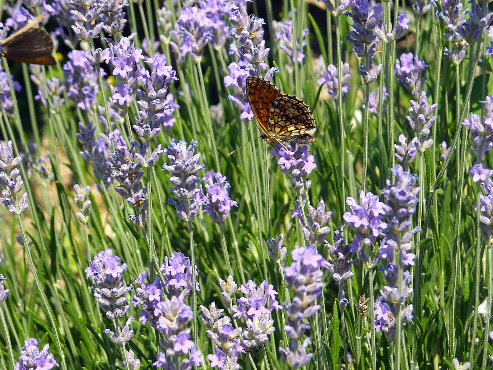 Windows 8 fond d'écran thème, insectes monde #17 - 1600x1200