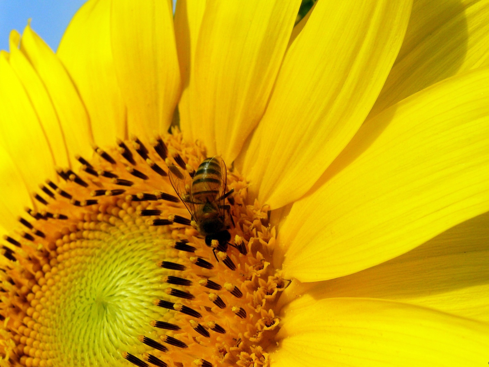 Windows 8 theme wallpaper, insects world #20 - 1600x1200