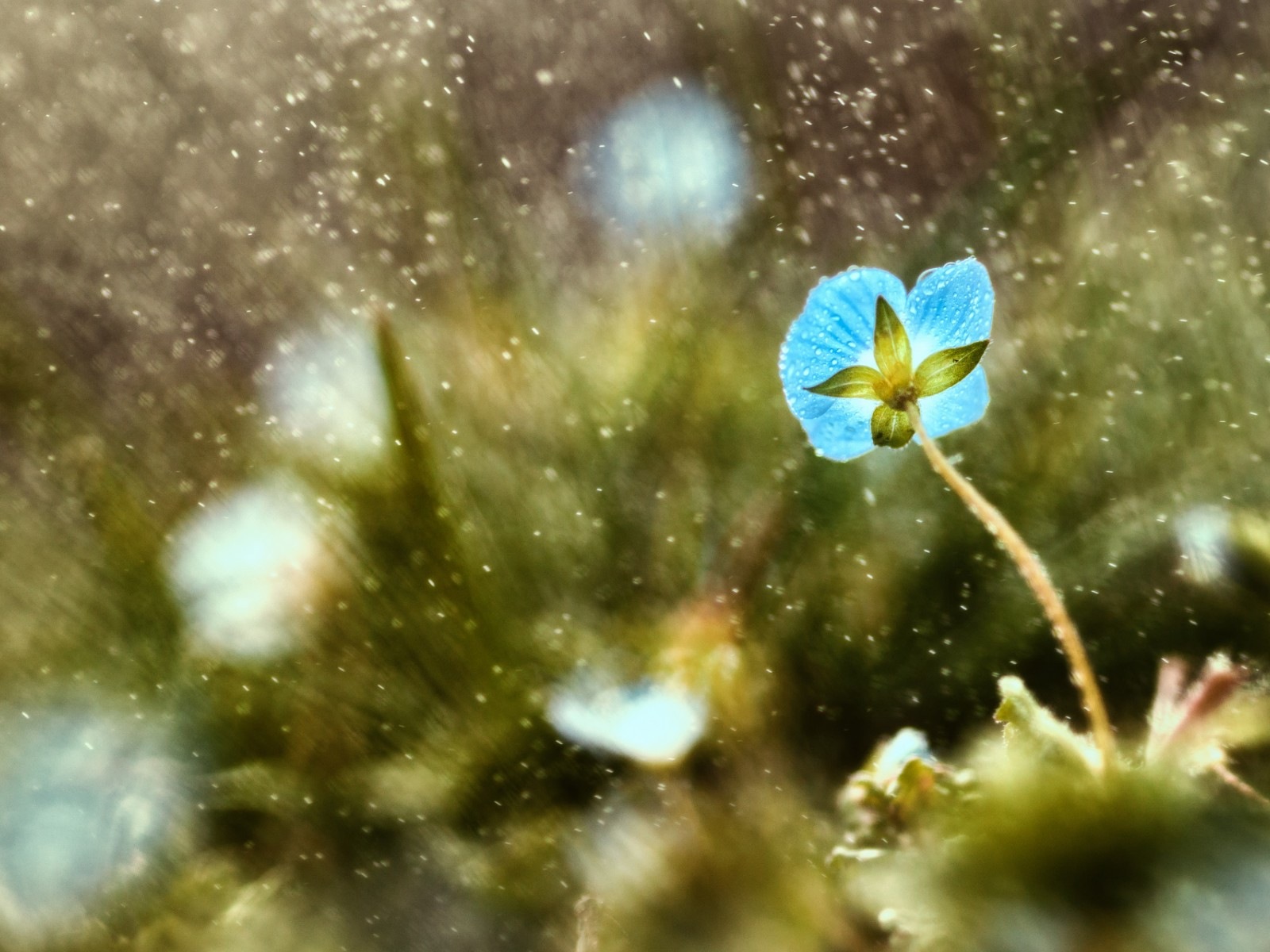 Spring flowers bloom HD Wallpapers #2 - 1600x1200