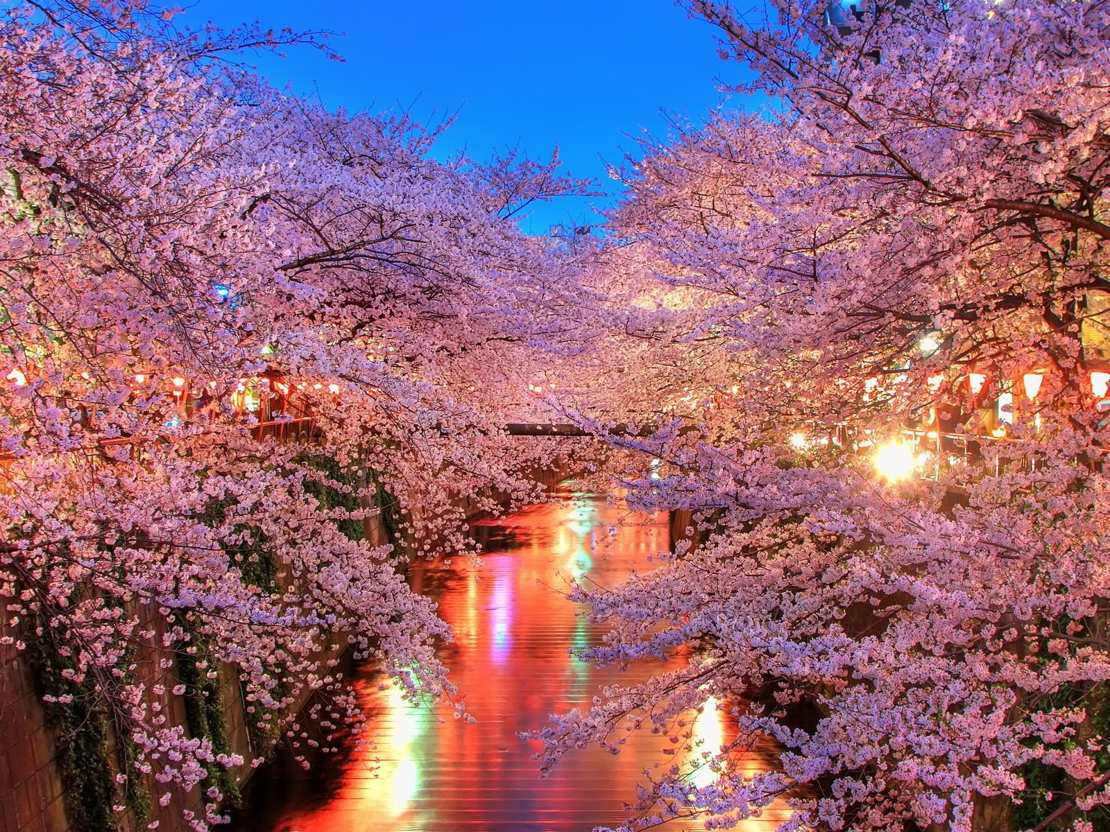 春天百花盛開 高清壁紙 #15 - 1600x1200