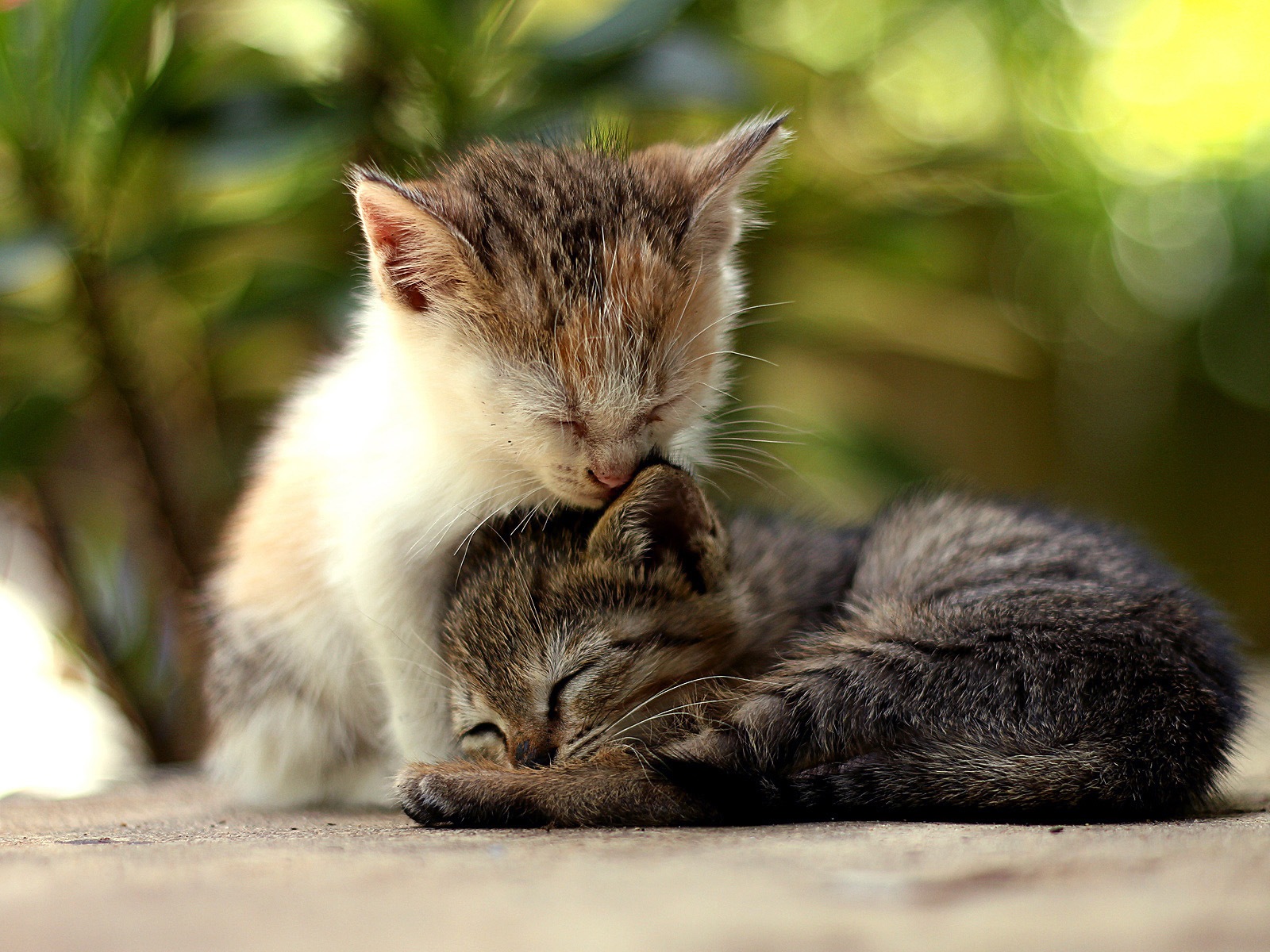 Animal fun, Windows 8 HD wallpapers #1 - 1600x1200