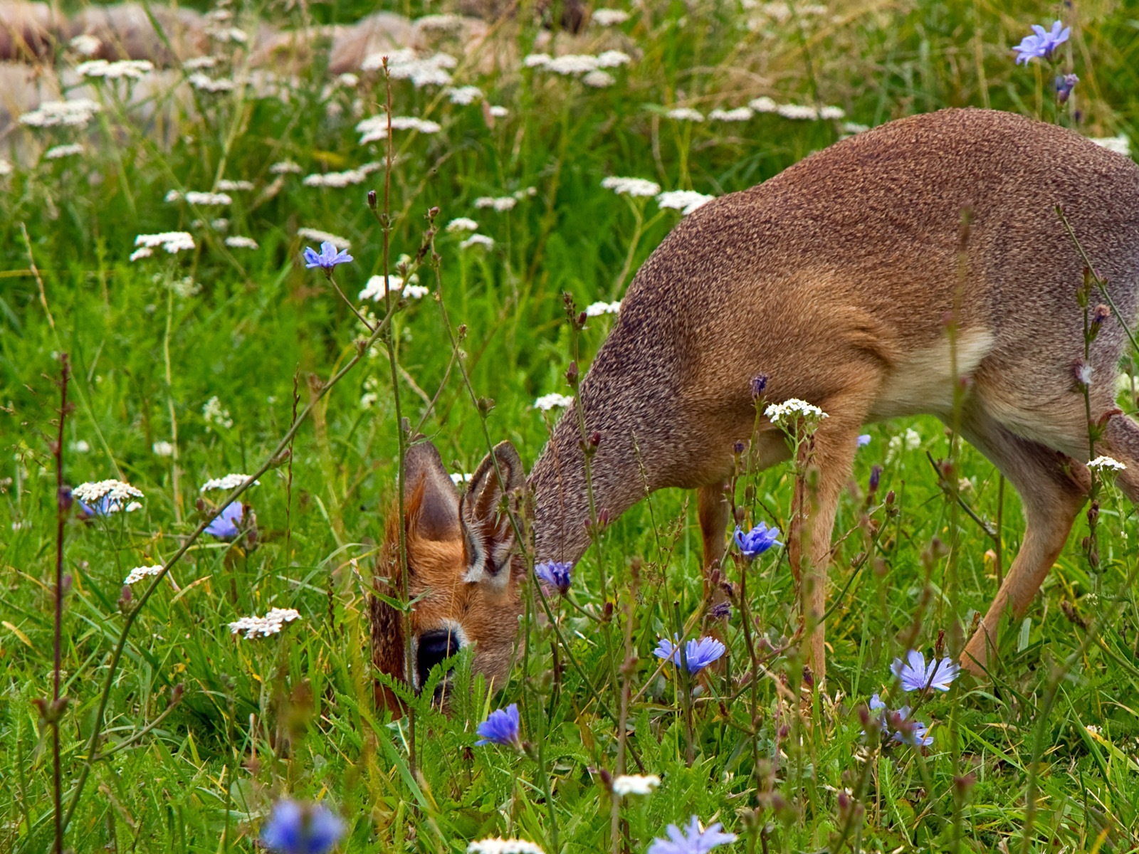 动物情趣，Windows 8 高清壁纸2 - 1600x1200