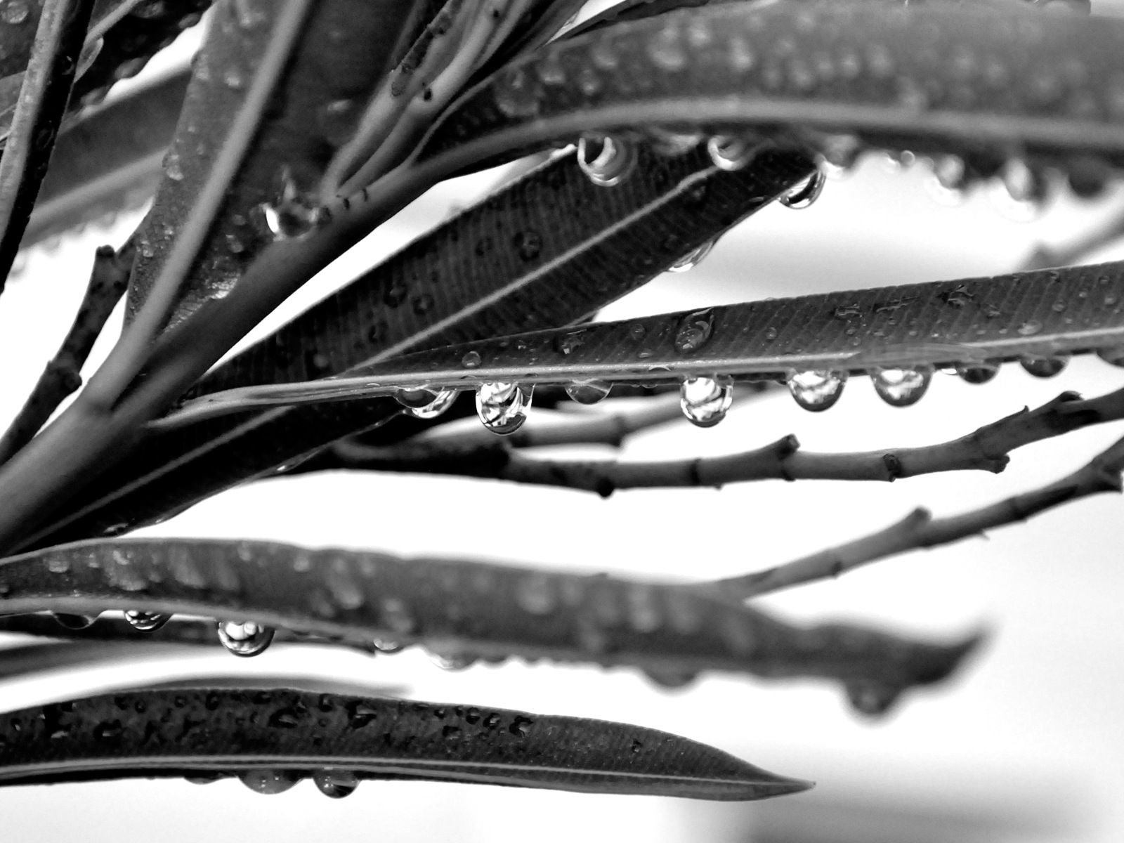 Umělecké fotografie, Windows 8 HD tapety na plochu #10 - 1600x1200