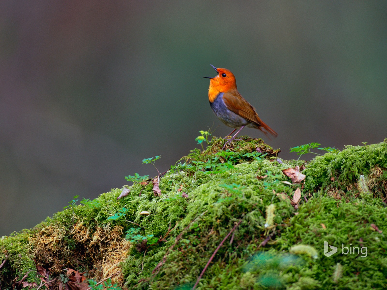 Avril 2015 fonds d'écran HD Bing #8 - 1600x1200