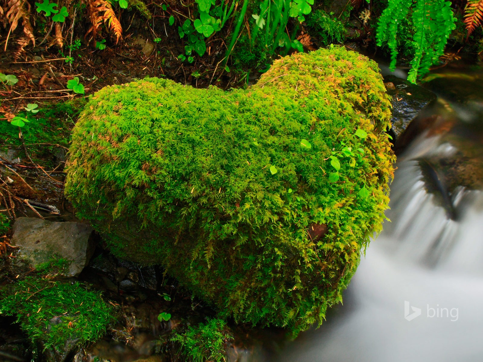 Abril de 2015 fondos de pantalla HD Bing #20 - 1600x1200