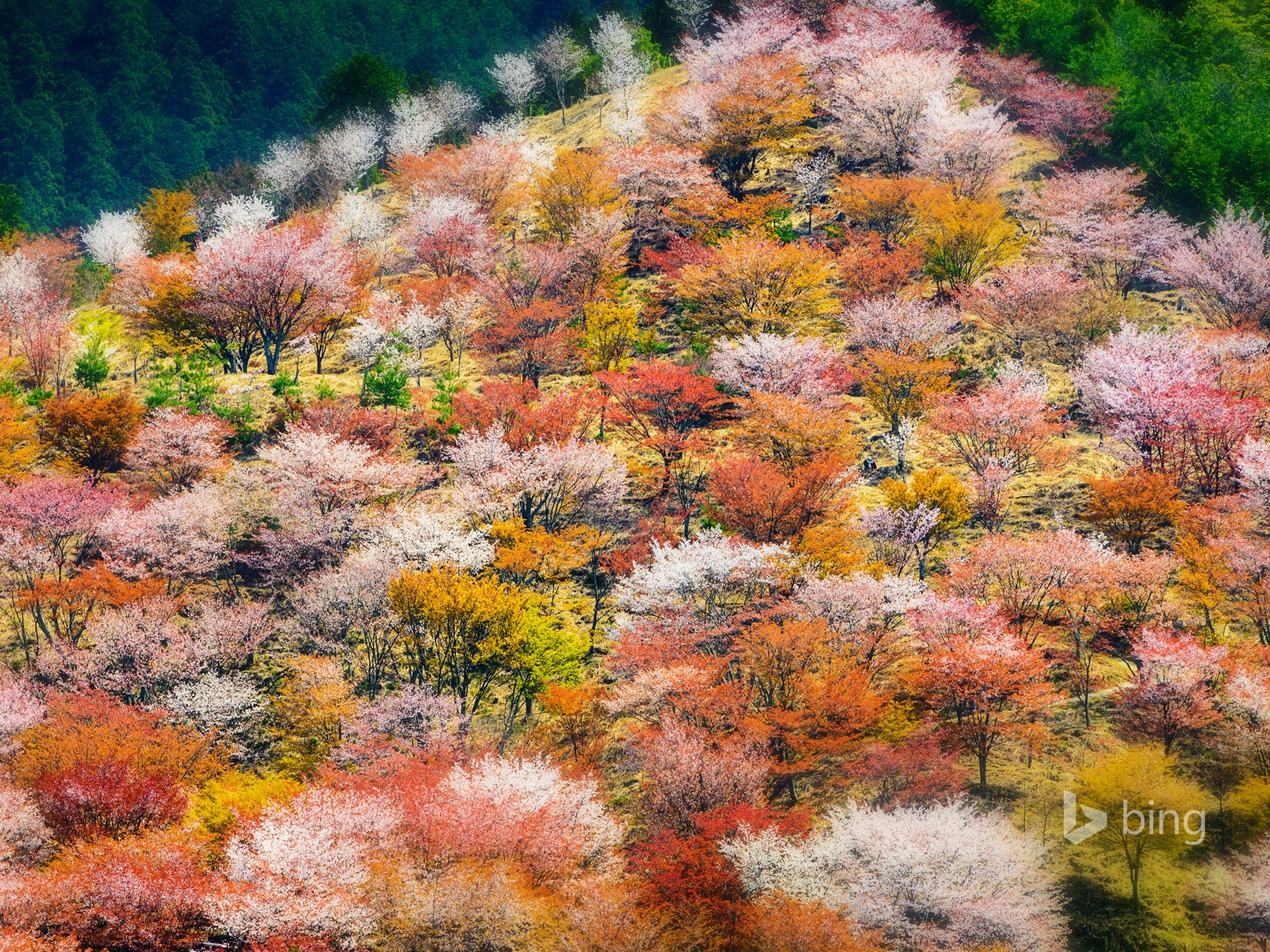 2015年4月 Bing必應高清壁紙 #21 - 1600x1200