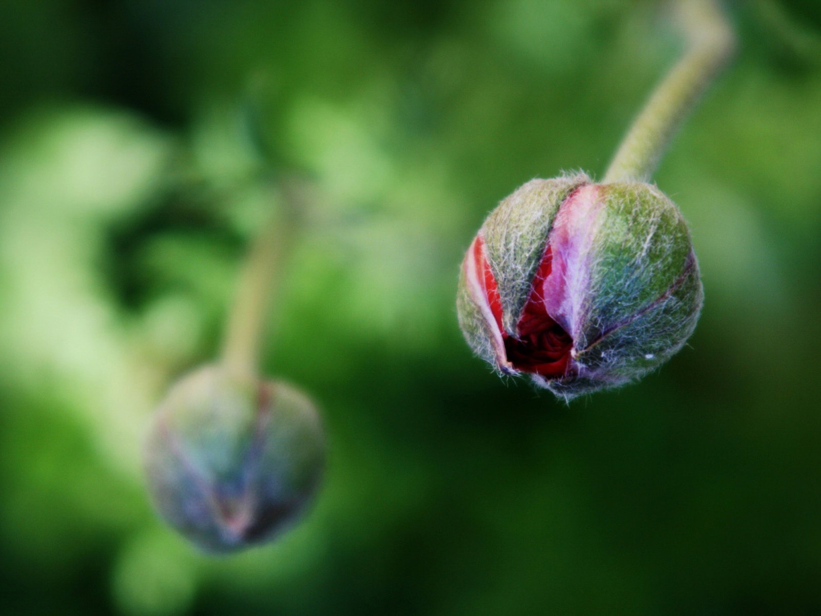 鲜花和植物春天主题壁纸2 - 1600x1200