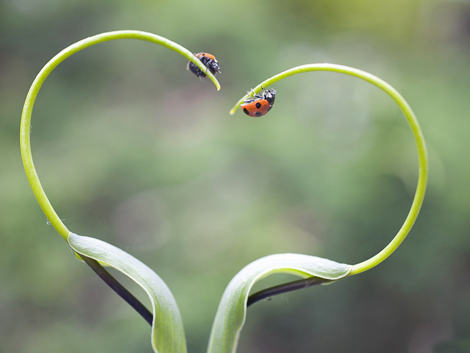 Fresh flowers and plants spring theme wallpapers #3 - 1600x1200