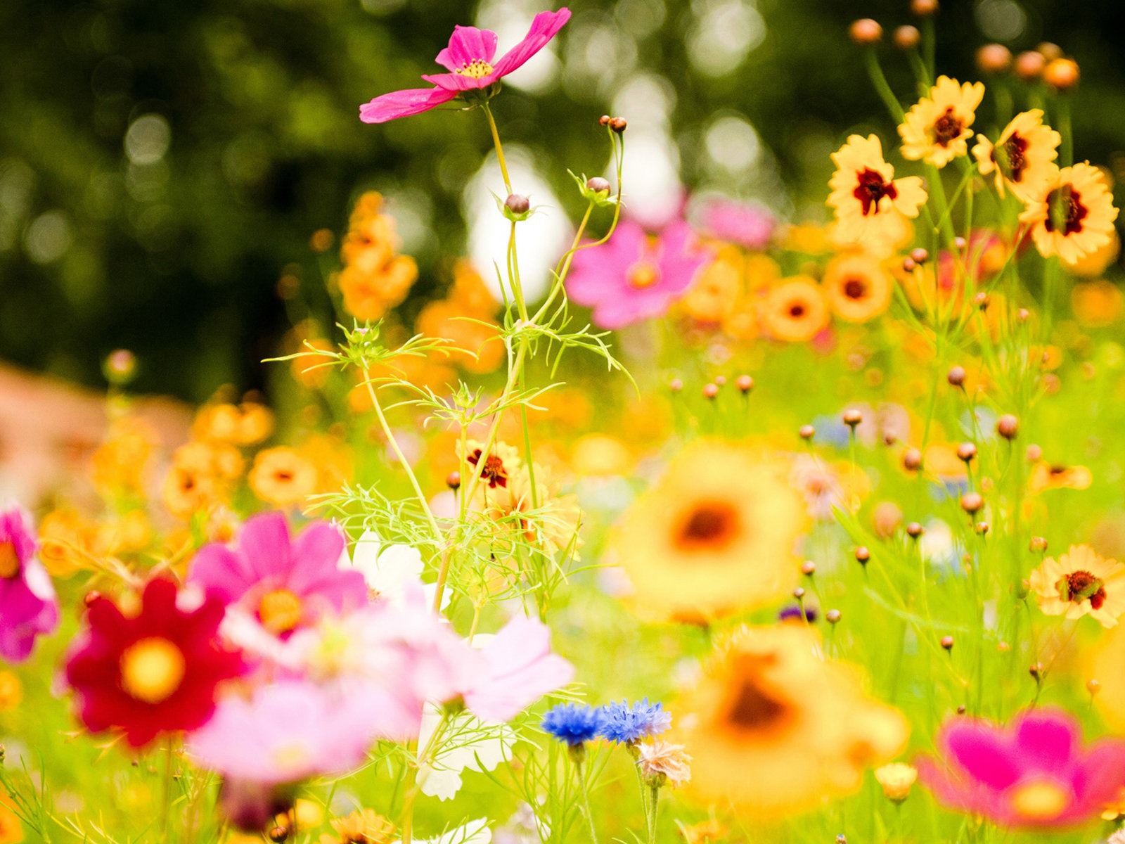 鮮花和植物春天主題壁紙 #6 - 1600x1200