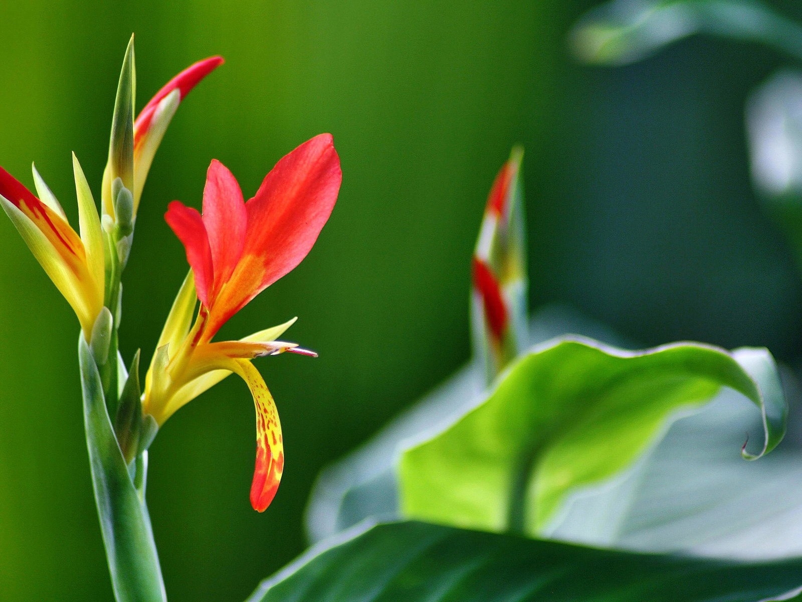 鮮花和植物春天主題壁紙 #7 - 1600x1200