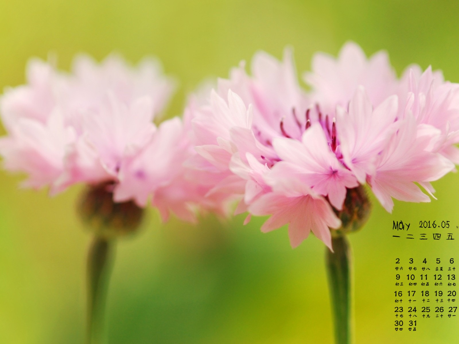 2016年5月 月曆壁紙(一) #6 - 1600x1200