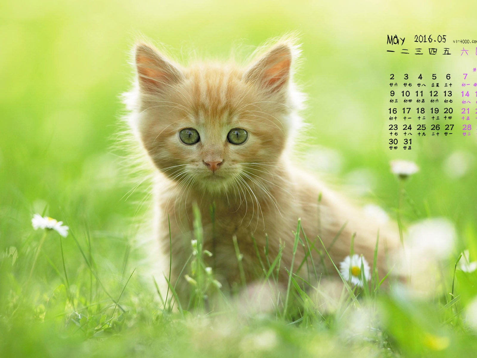 2016年5月 月曆壁紙(一) #10 - 1600x1200