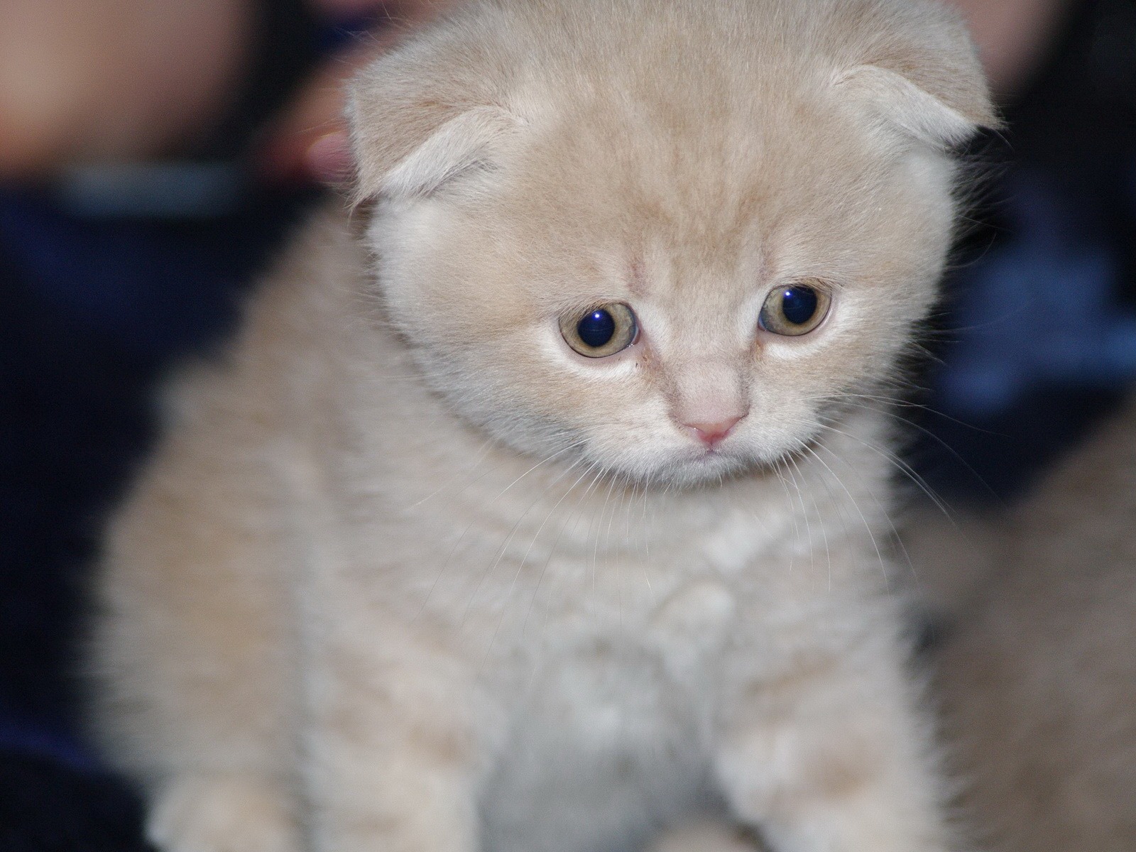 Roztomilé domácí zvířata, Scottish Fold kočka HD tapety na plochu #20 - 1600x1200