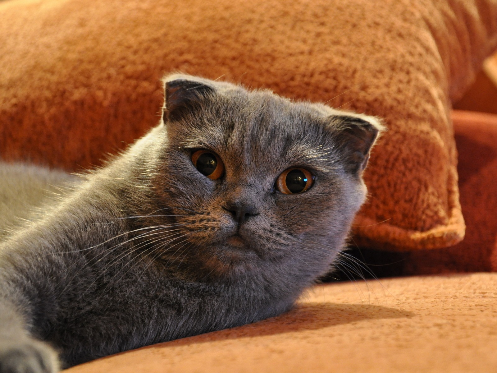 Cute pets, Scottish Fold cat HD wallpapers #25 - 1600x1200