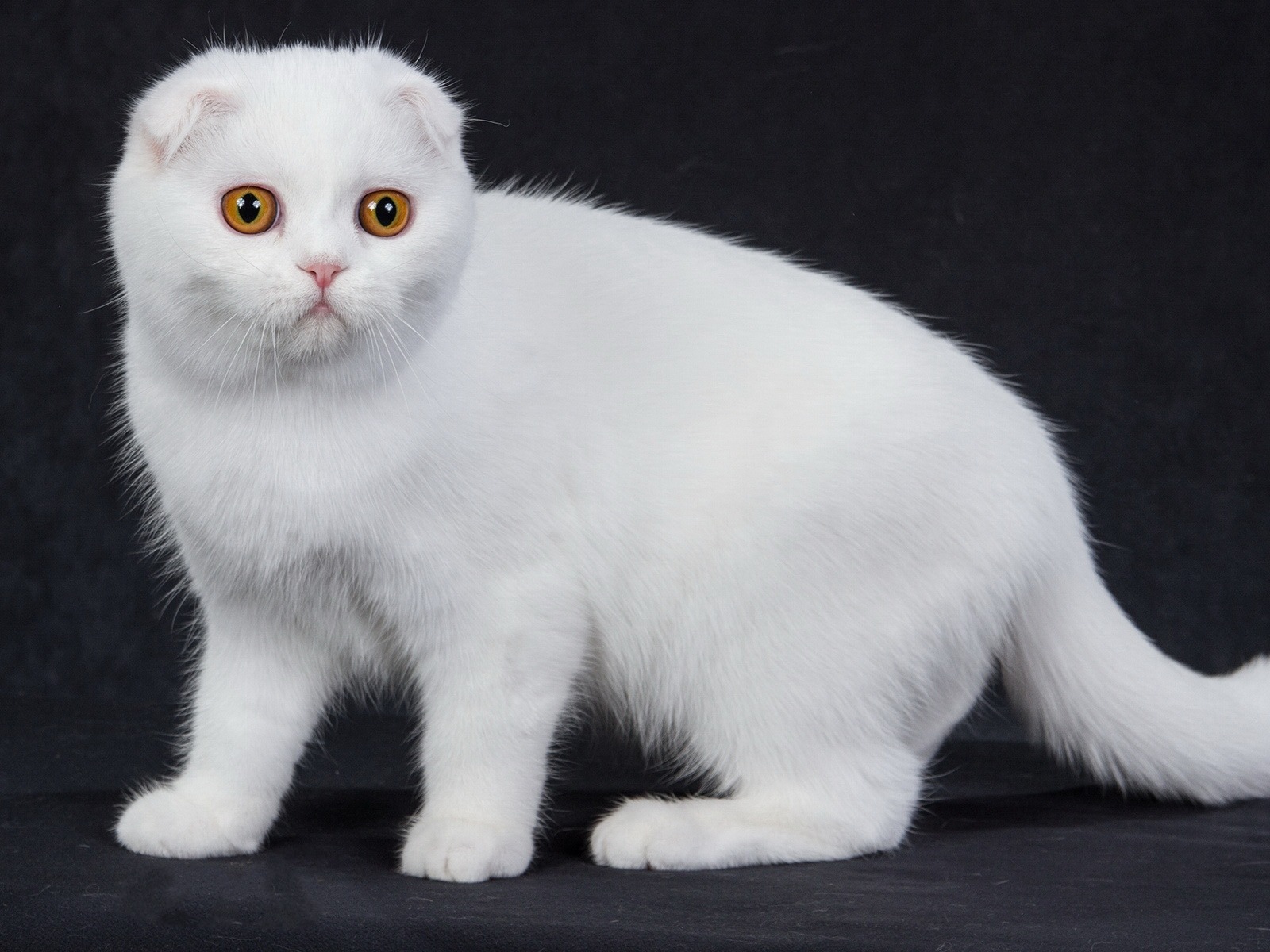 Roztomilé domácí zvířata, Scottish Fold kočka HD tapety na plochu #39 - 1600x1200