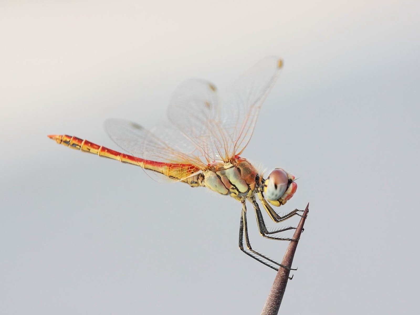 Insect close-up, dragonfly HD wallpapers #6 - 1600x1200