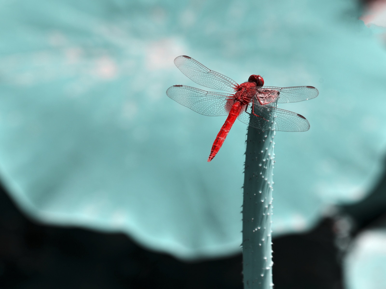 昆蟲特寫，蜻蜓高清壁紙 #31 - 1600x1200