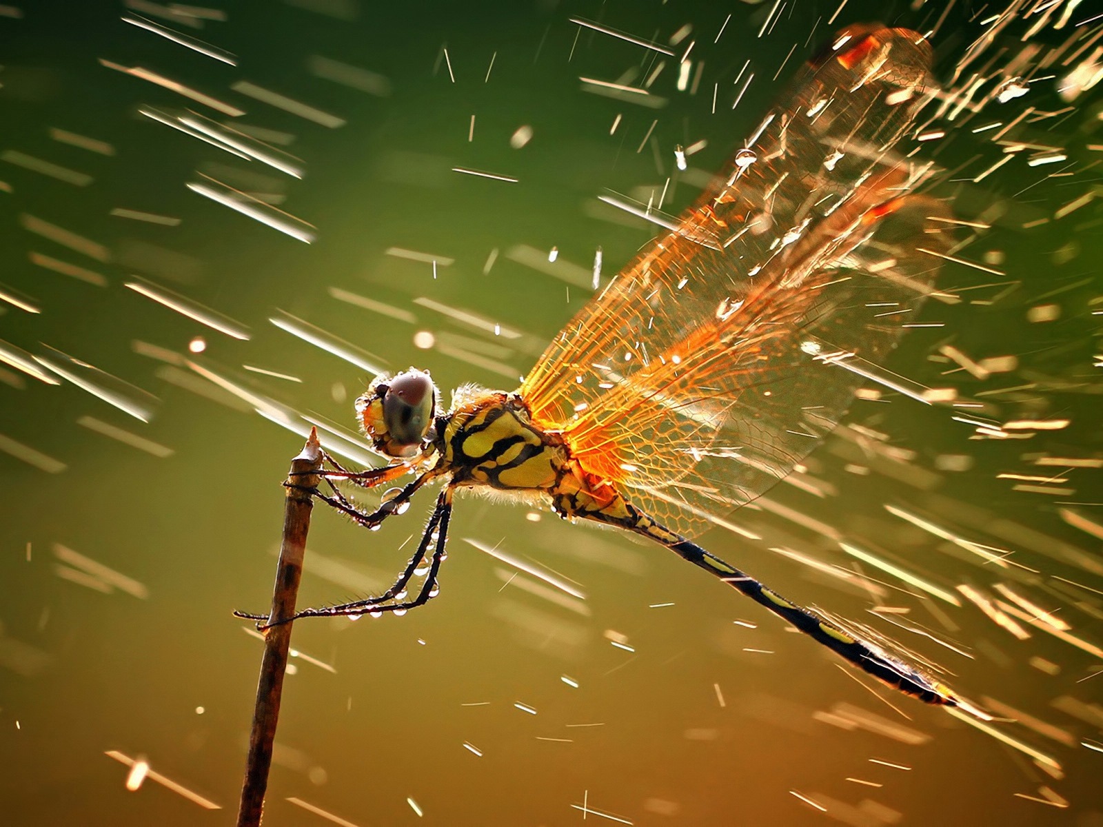 Insect close-up, dragonfly HD wallpapers #32 - 1600x1200