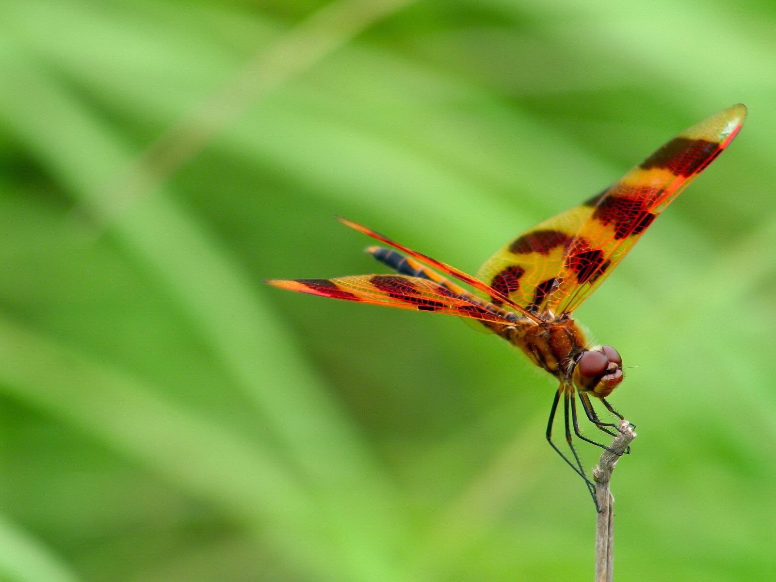 昆蟲特寫，蜻蜓高清壁紙 #34 - 1600x1200