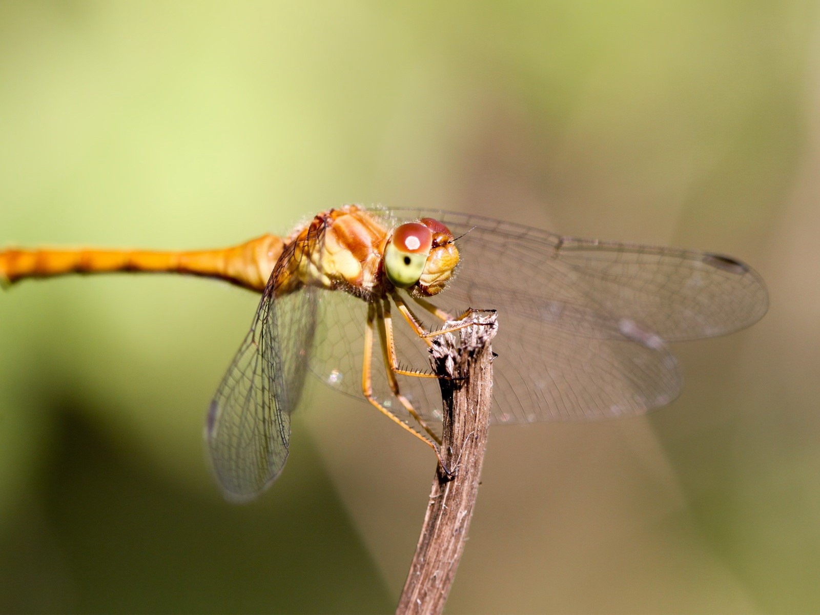 昆蟲特寫，蜻蜓高清壁紙 #37 - 1600x1200