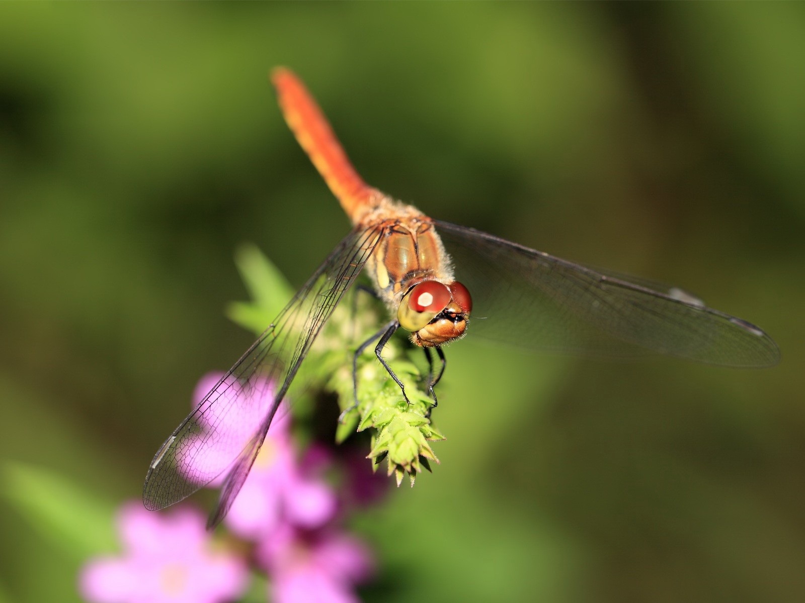 昆蟲特寫，蜻蜓高清壁紙 #38 - 1600x1200