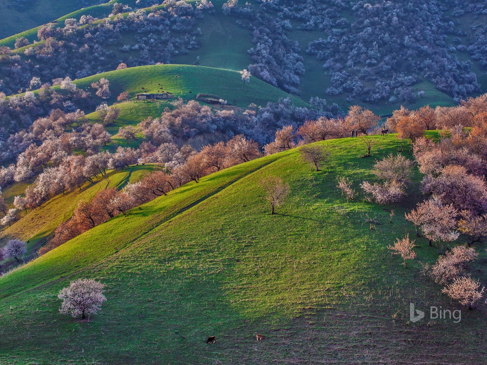 Května 2016 Bing téma HD tapety na plochu #10 - 1600x1200